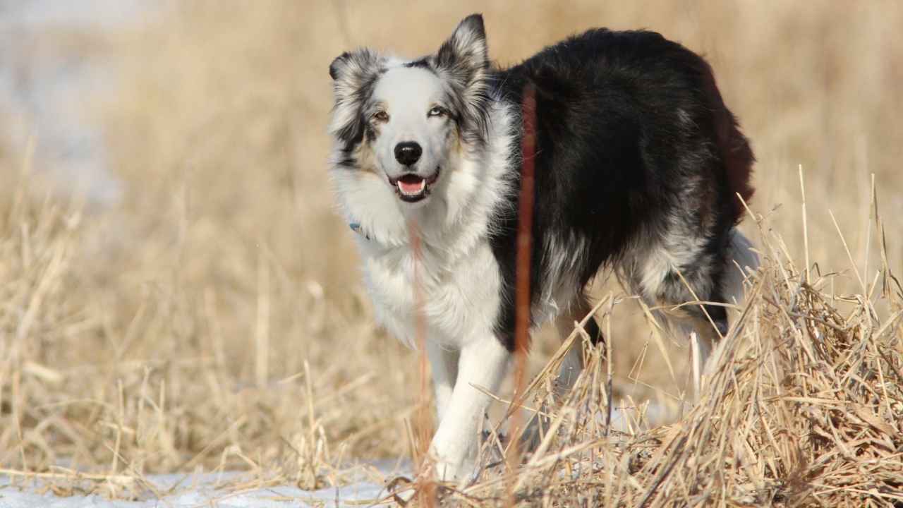 Australian Shepherd