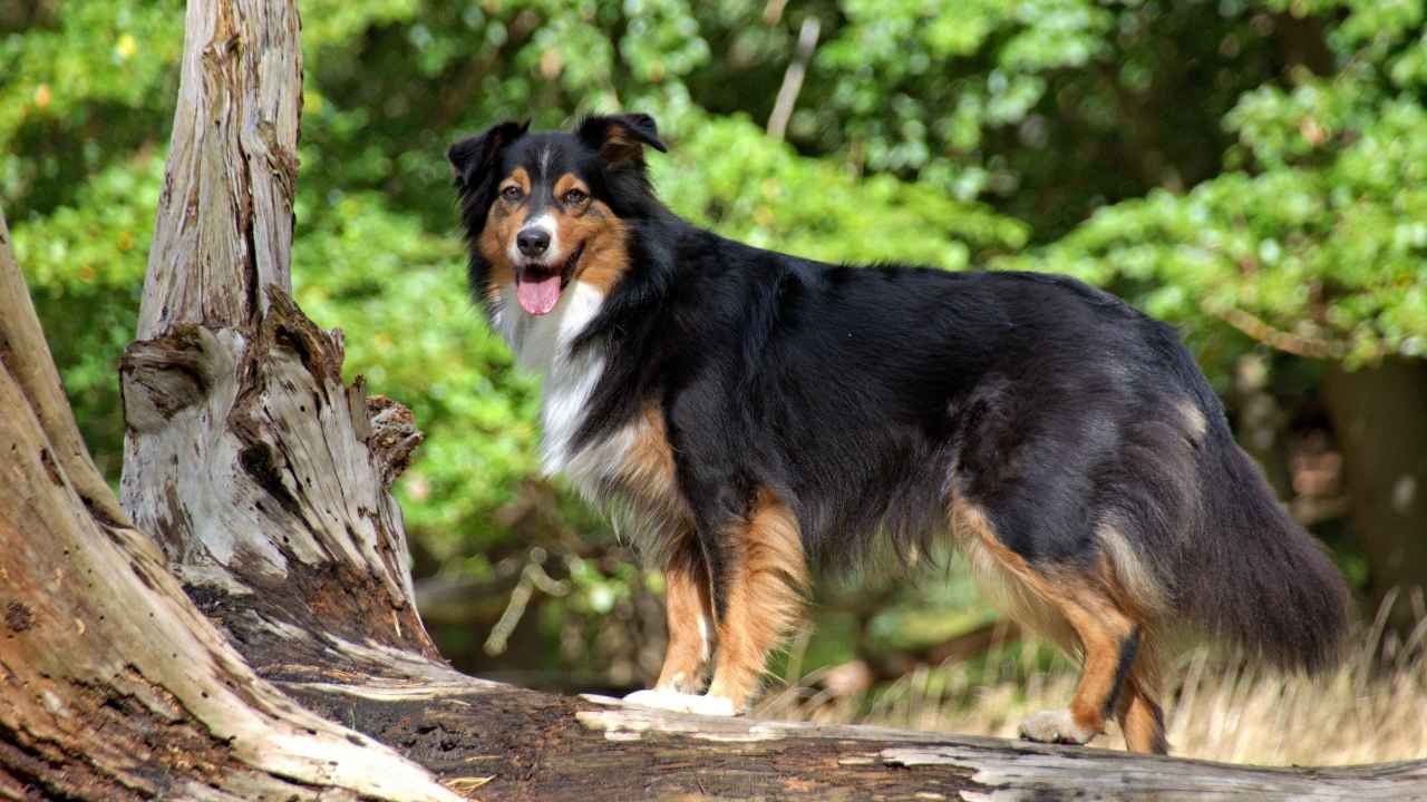 Australian Shepherd