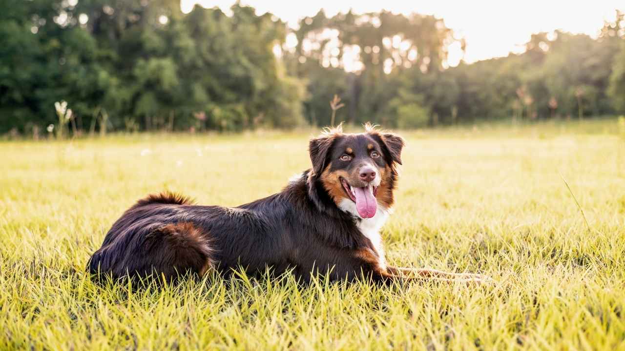 Australian Shepherd