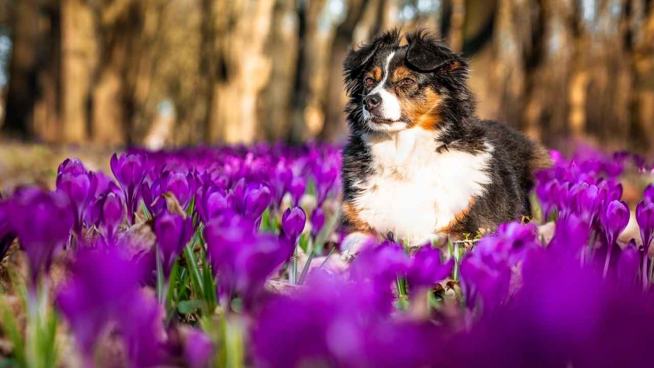 Australian Shepherd