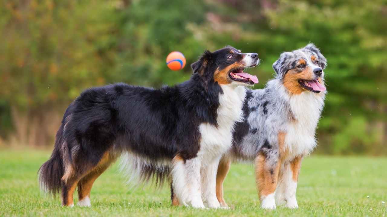 Australian Shepherd