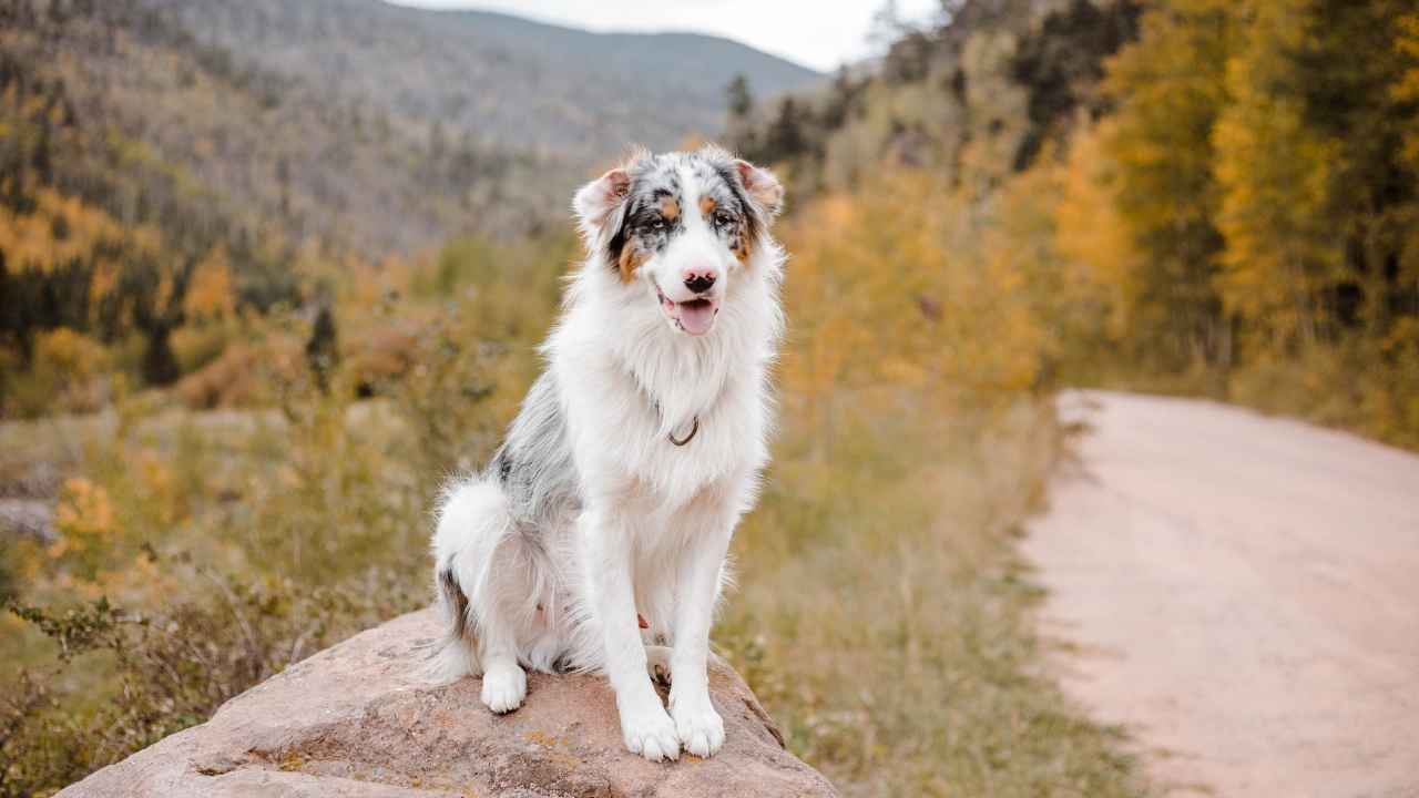 Australian Shepherd