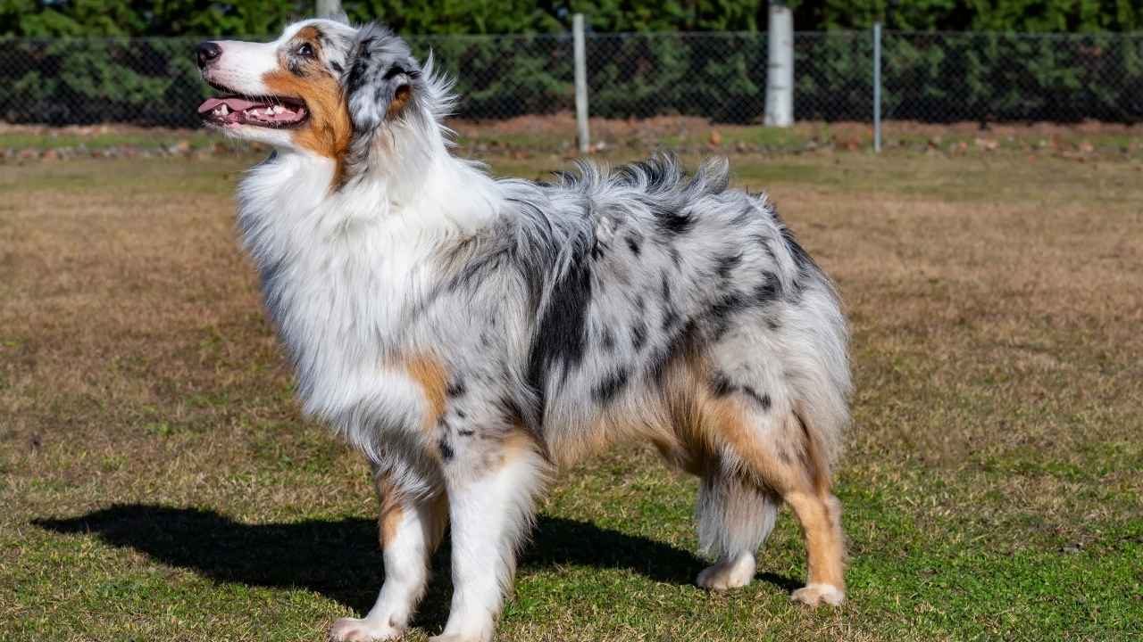 Australian Shepherd