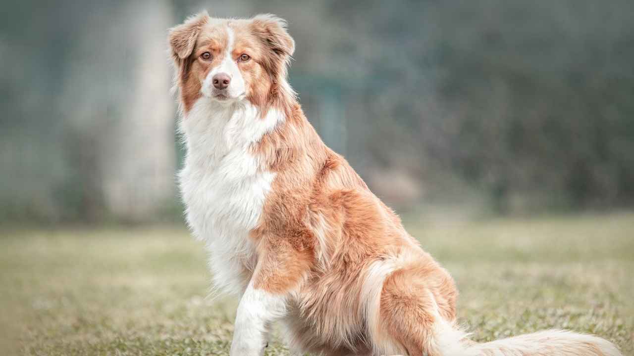 Australian Shepherd