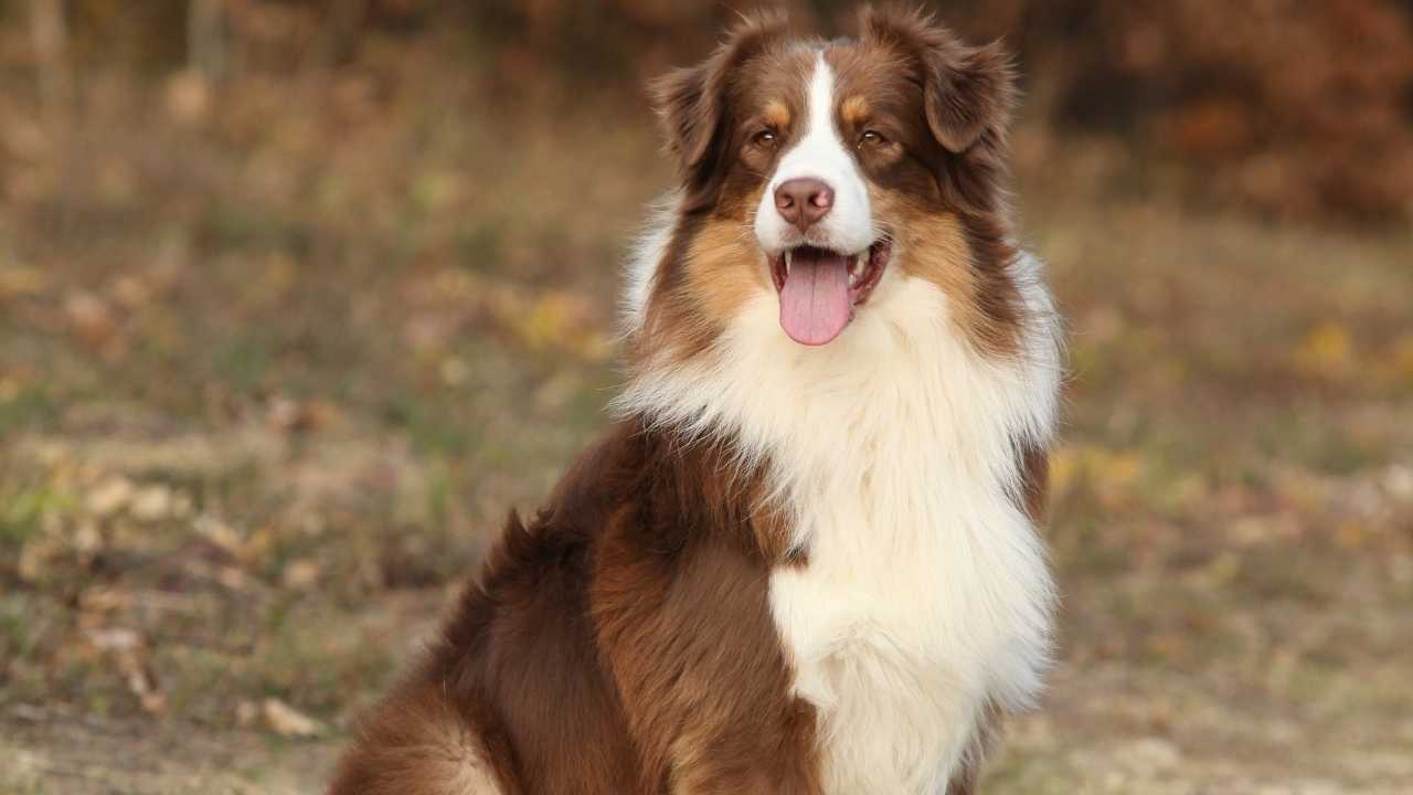 Australian Shepherd