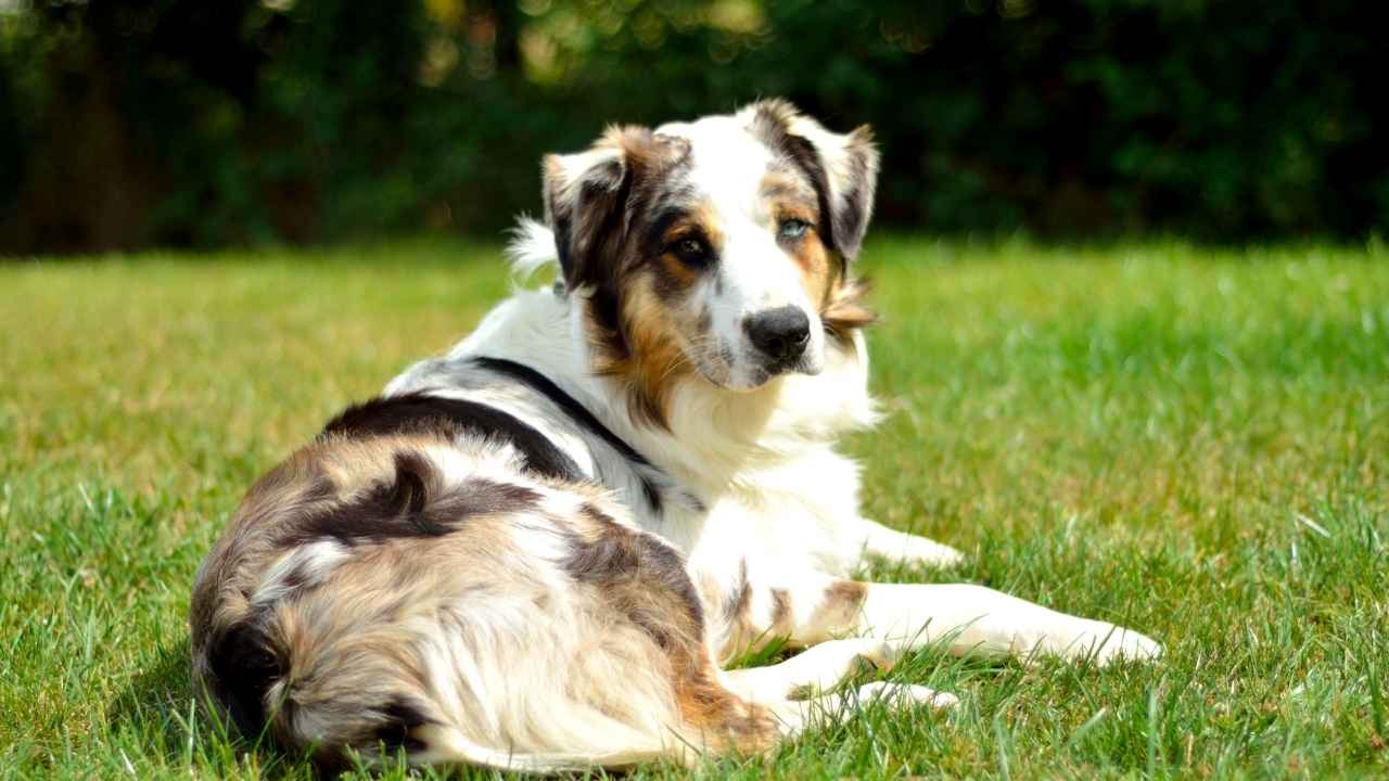 Australian Shepherd