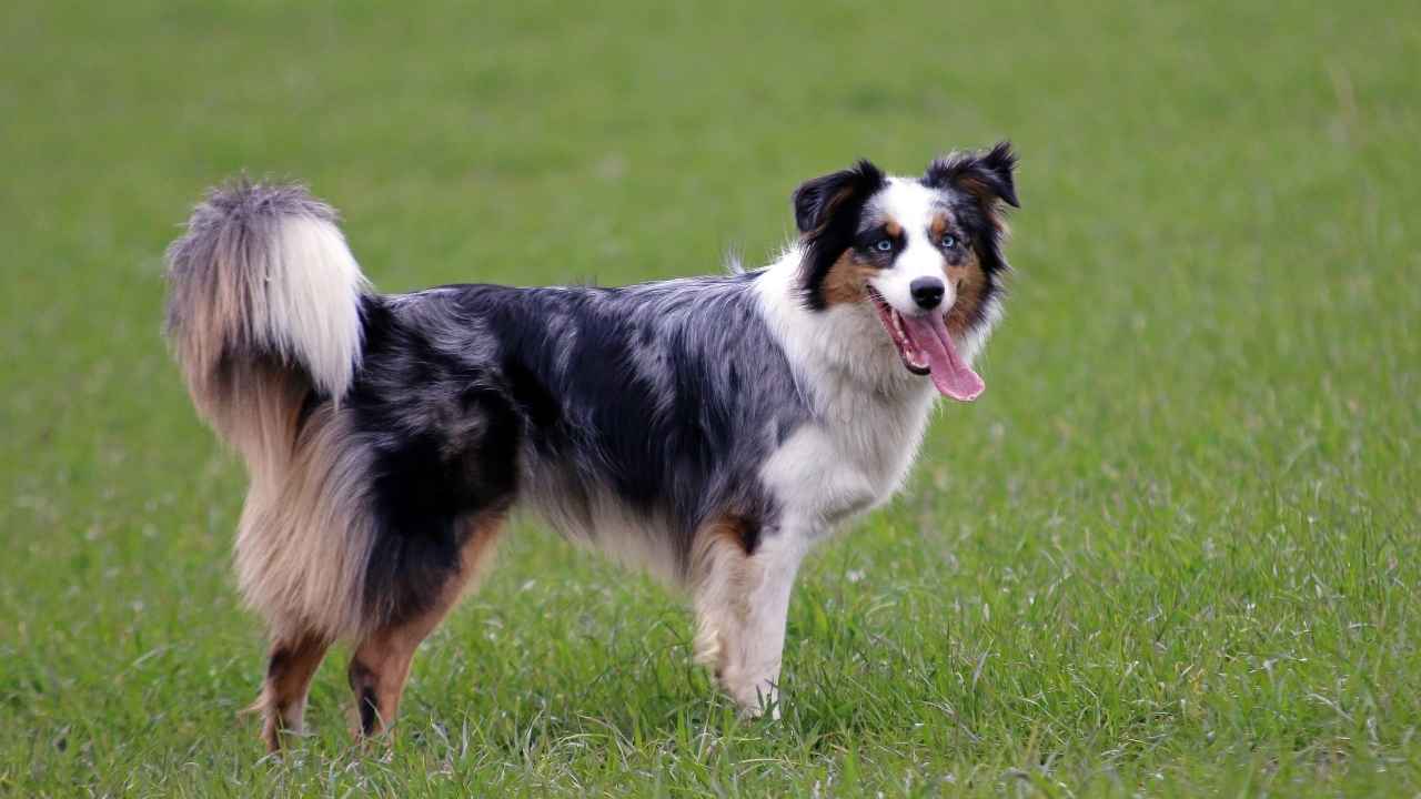 Australian Shepherd