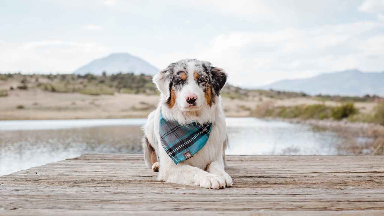 Australian Shepherd