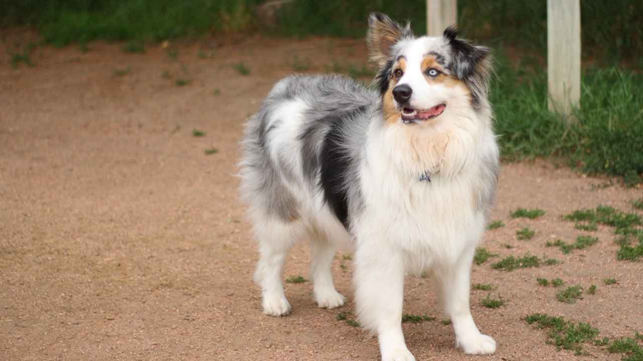 Australian Shepherd