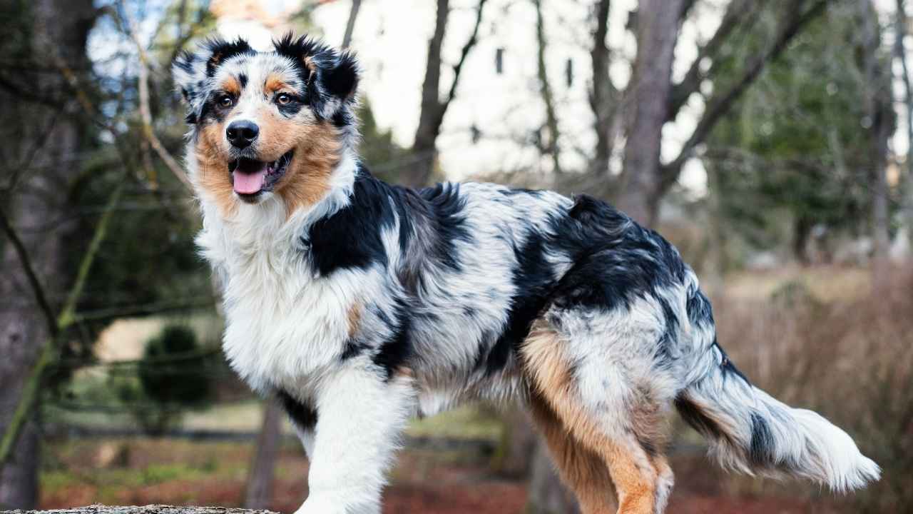 Australian Shepherd