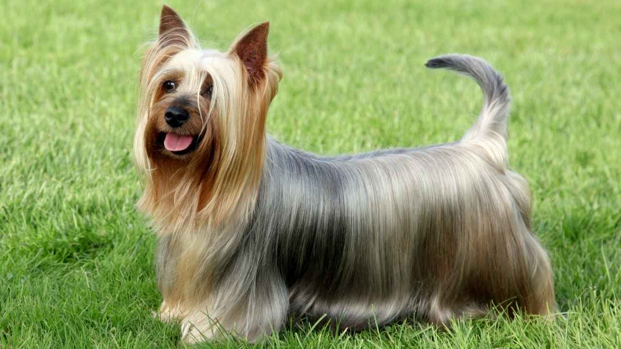 Australian Terrier