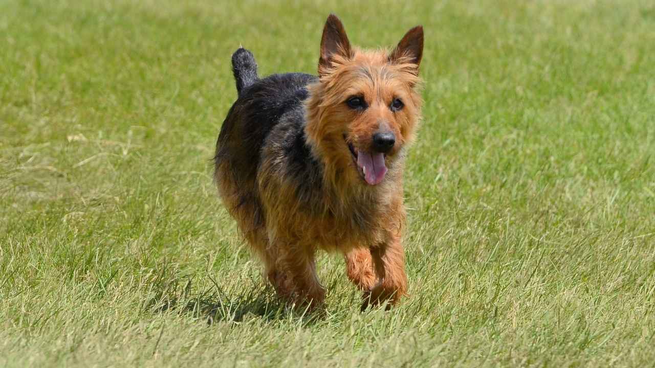 Australian Terrier