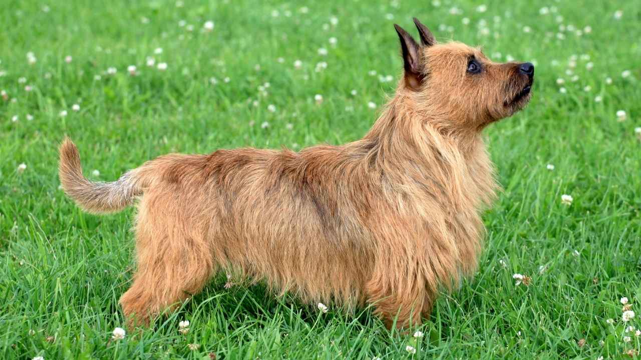 Australian Terrier