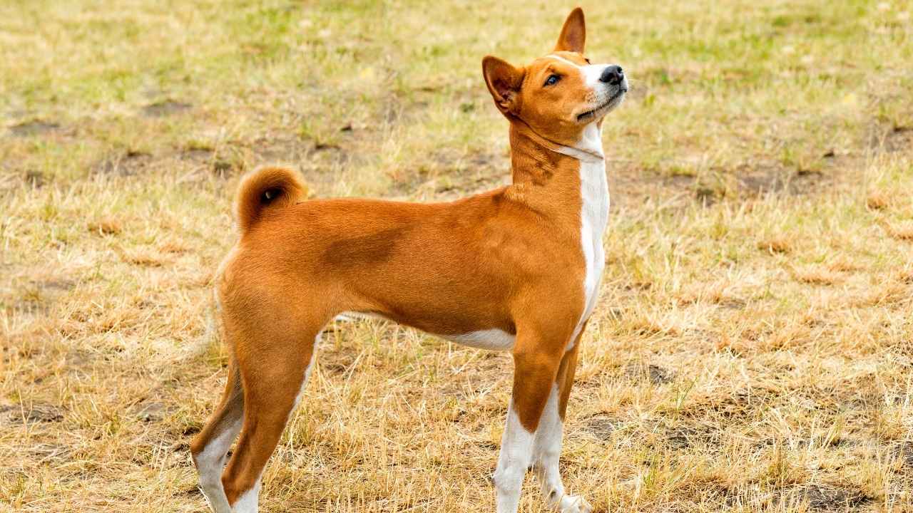 Basenji