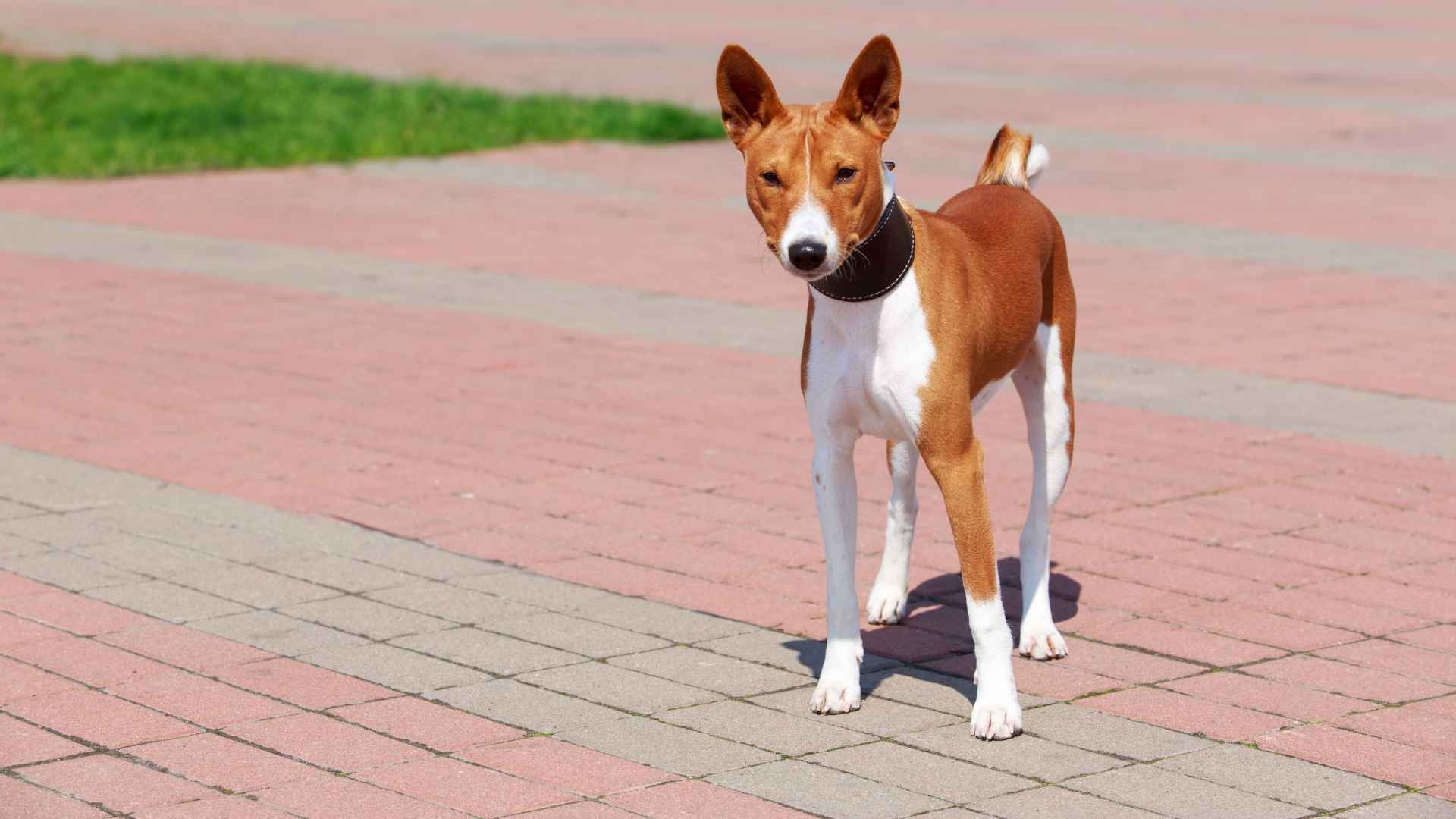 Basenji