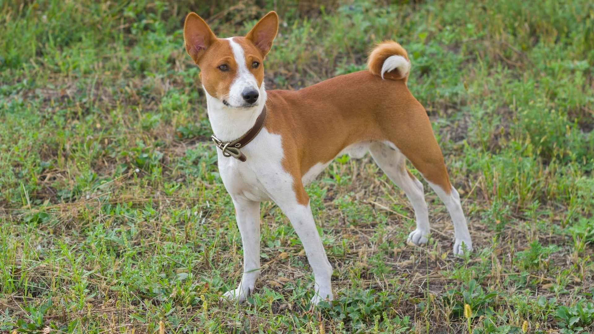 Basenji