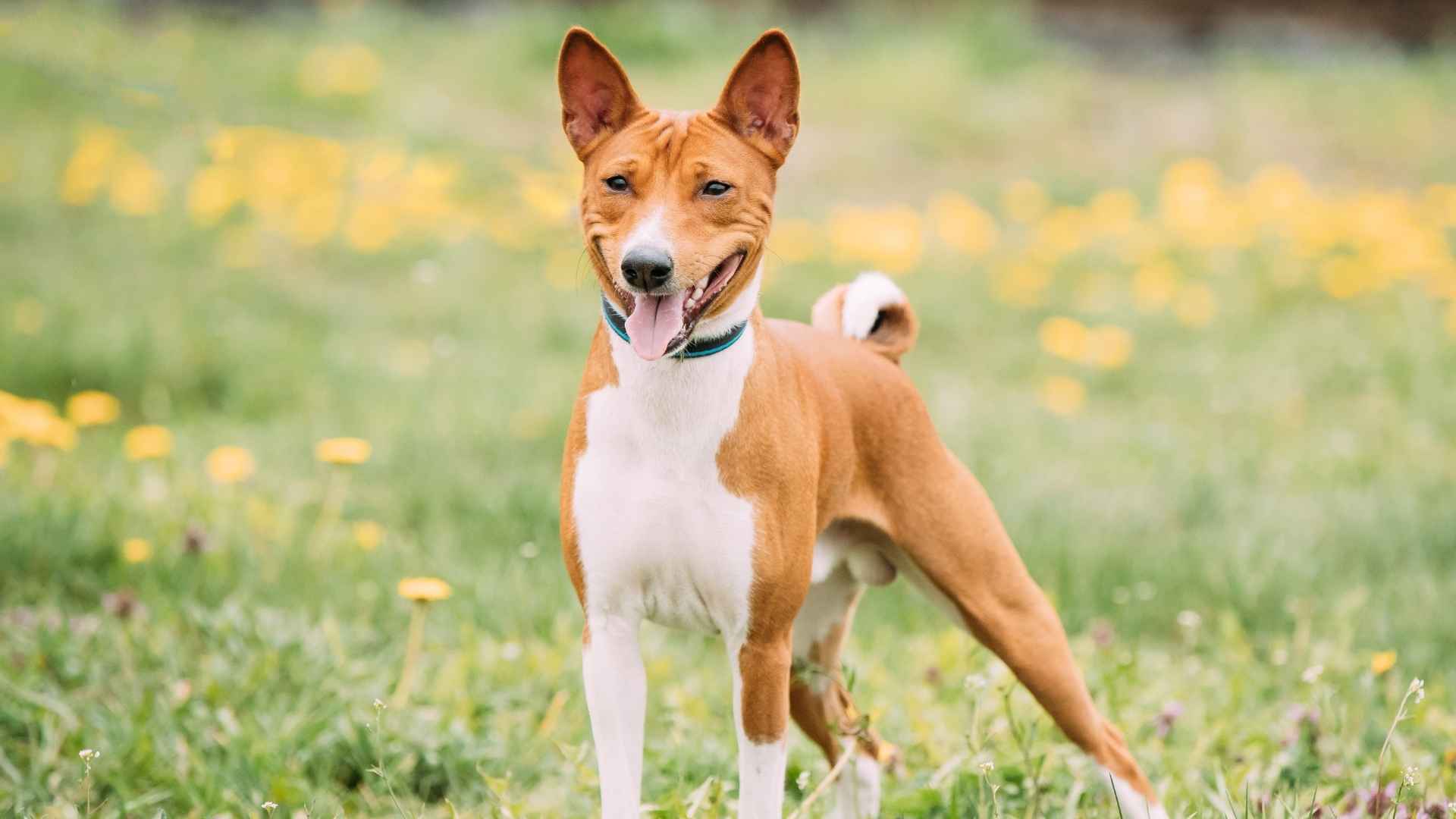 Basenji