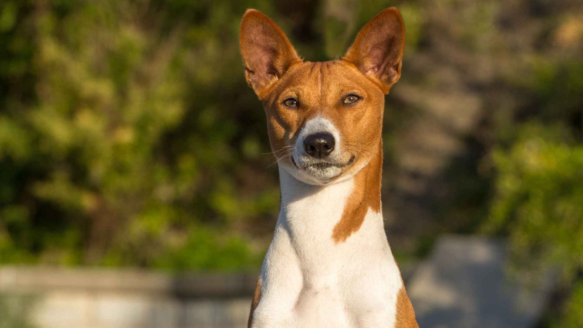 Basenji