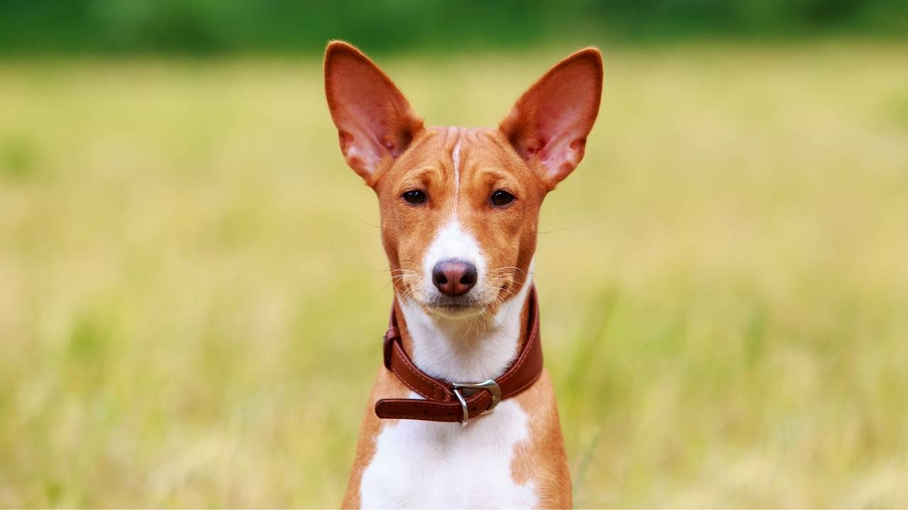 Basenji