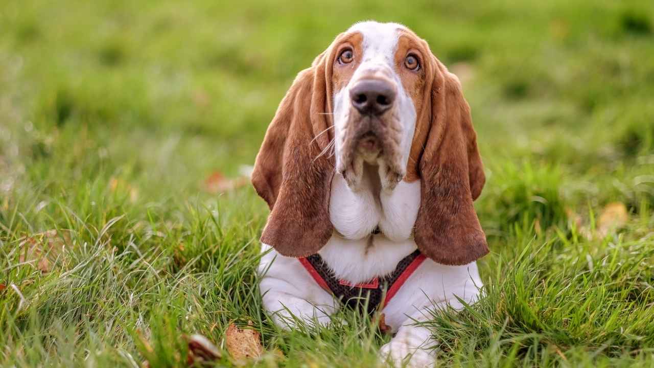 Basset Hound