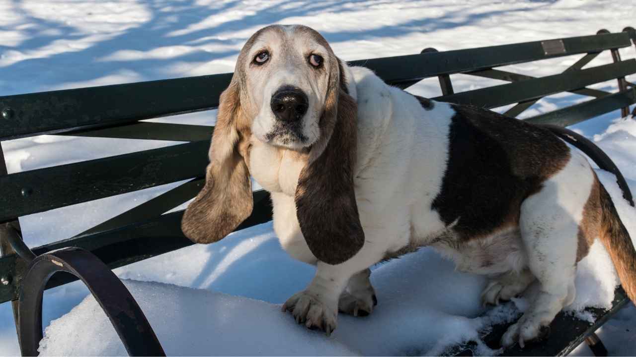 Basset Hound