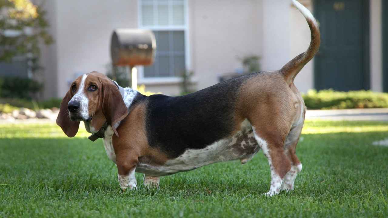 Basset Hound