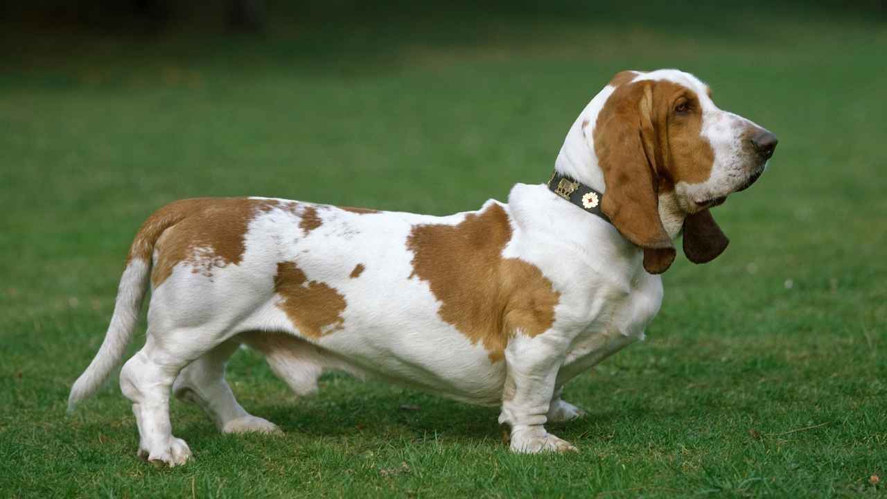 Basset Hound