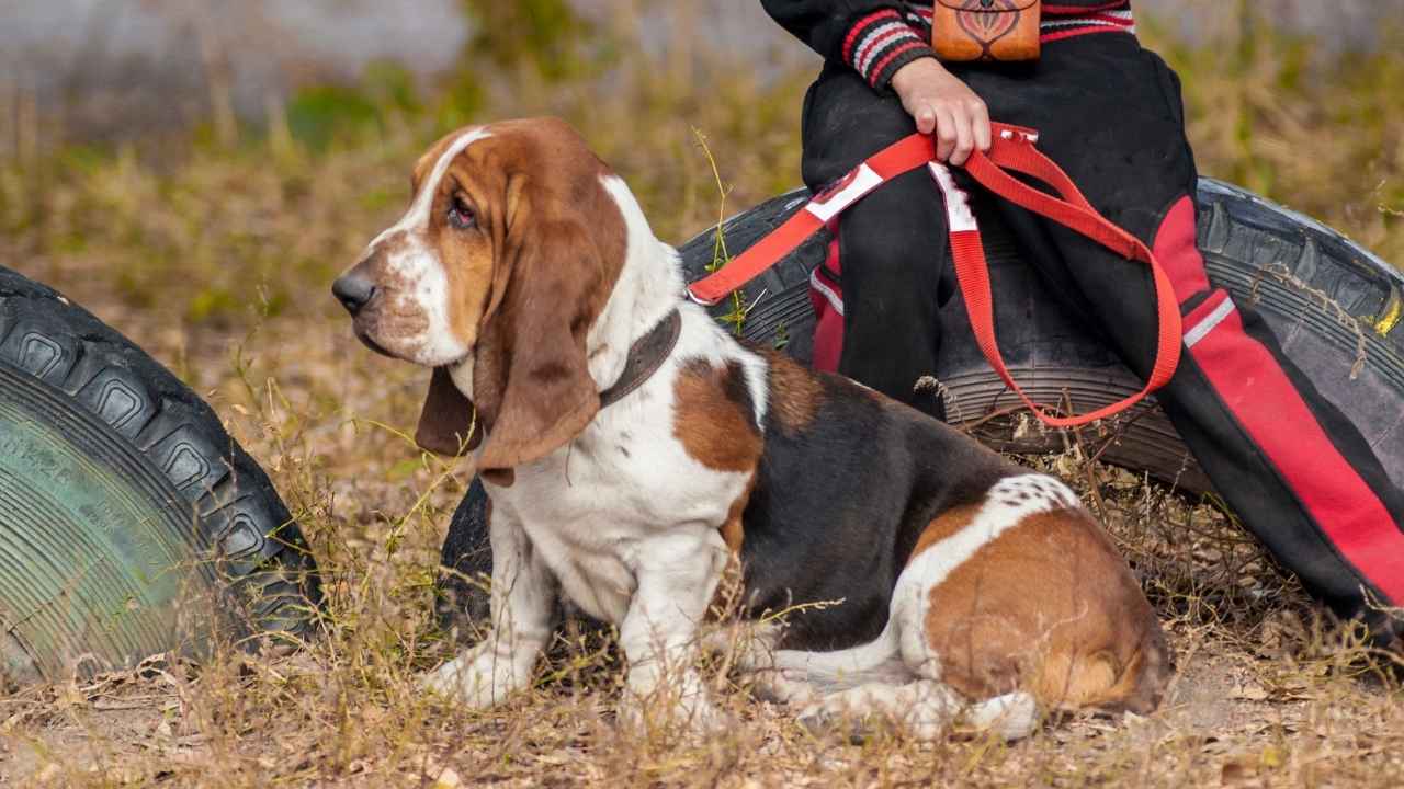 Basset Hound