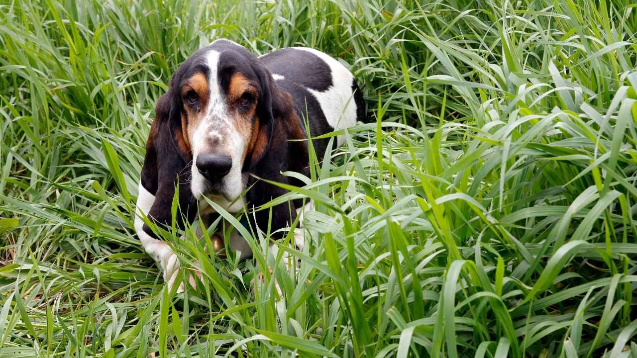 Basset Hound