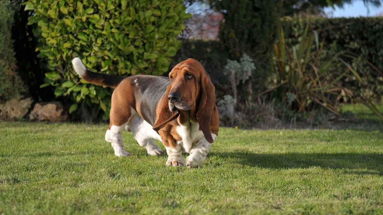 Basset Hound