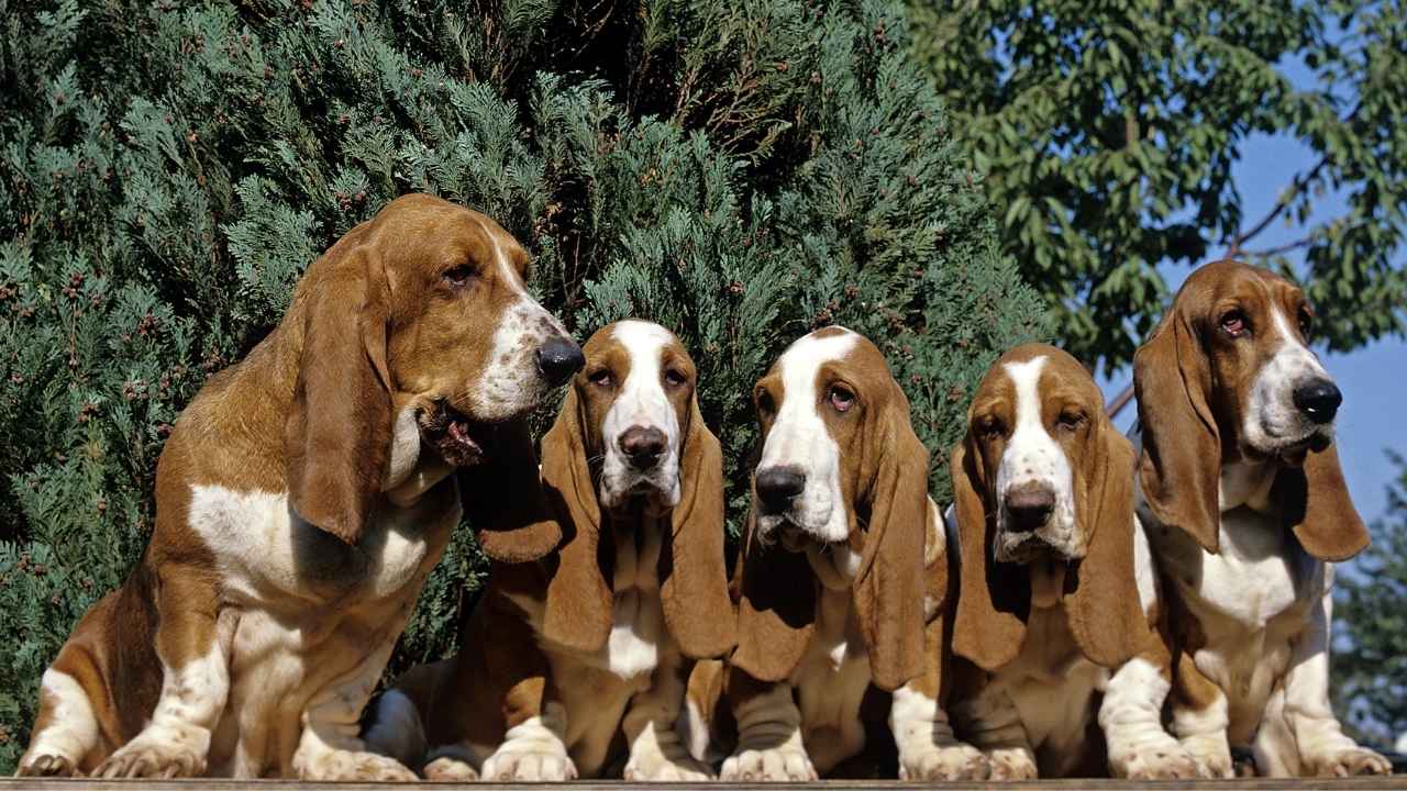 Basset Hound