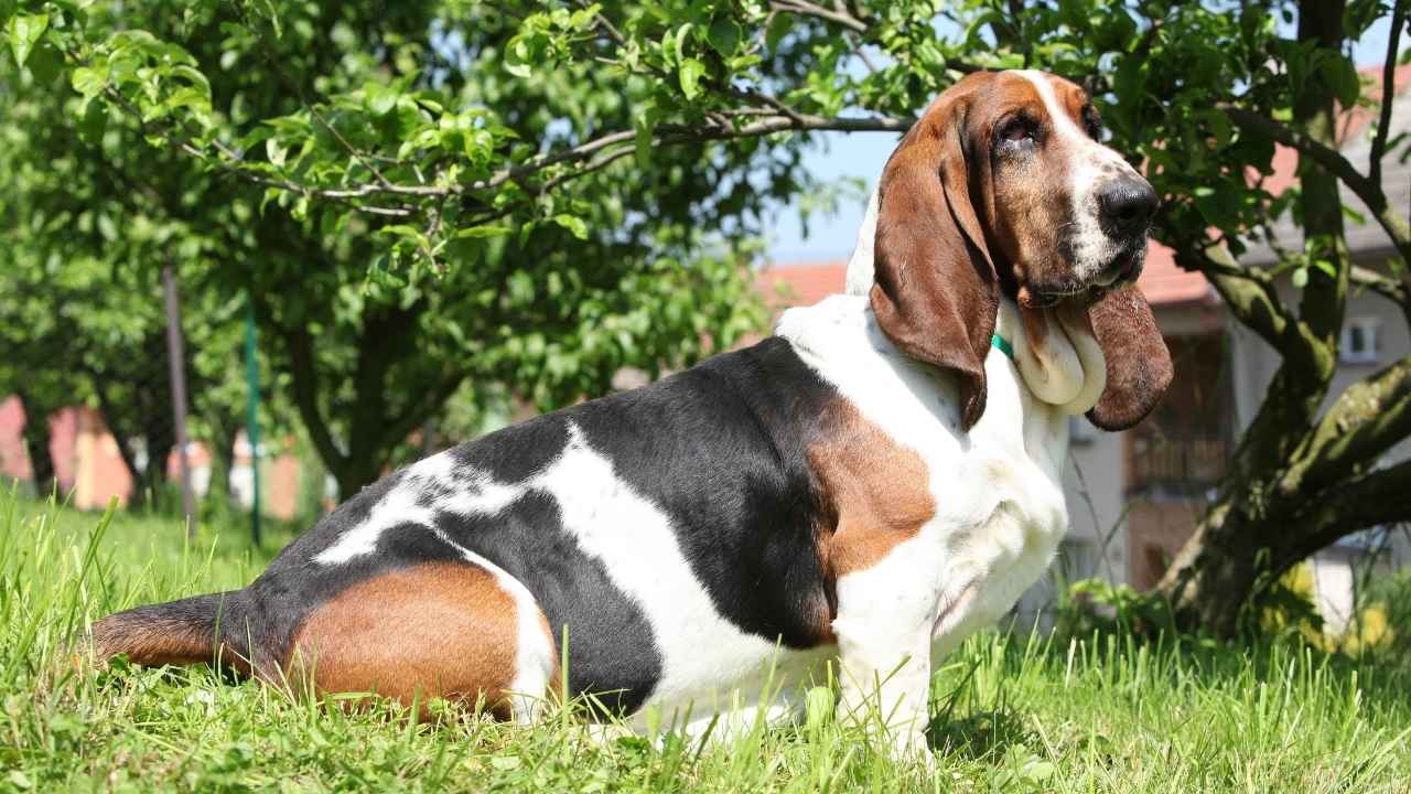 Basset Hound