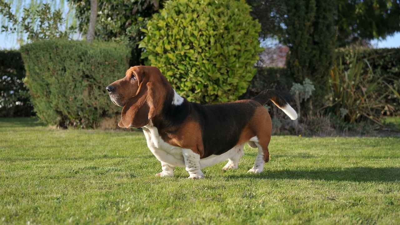 Basset Hound