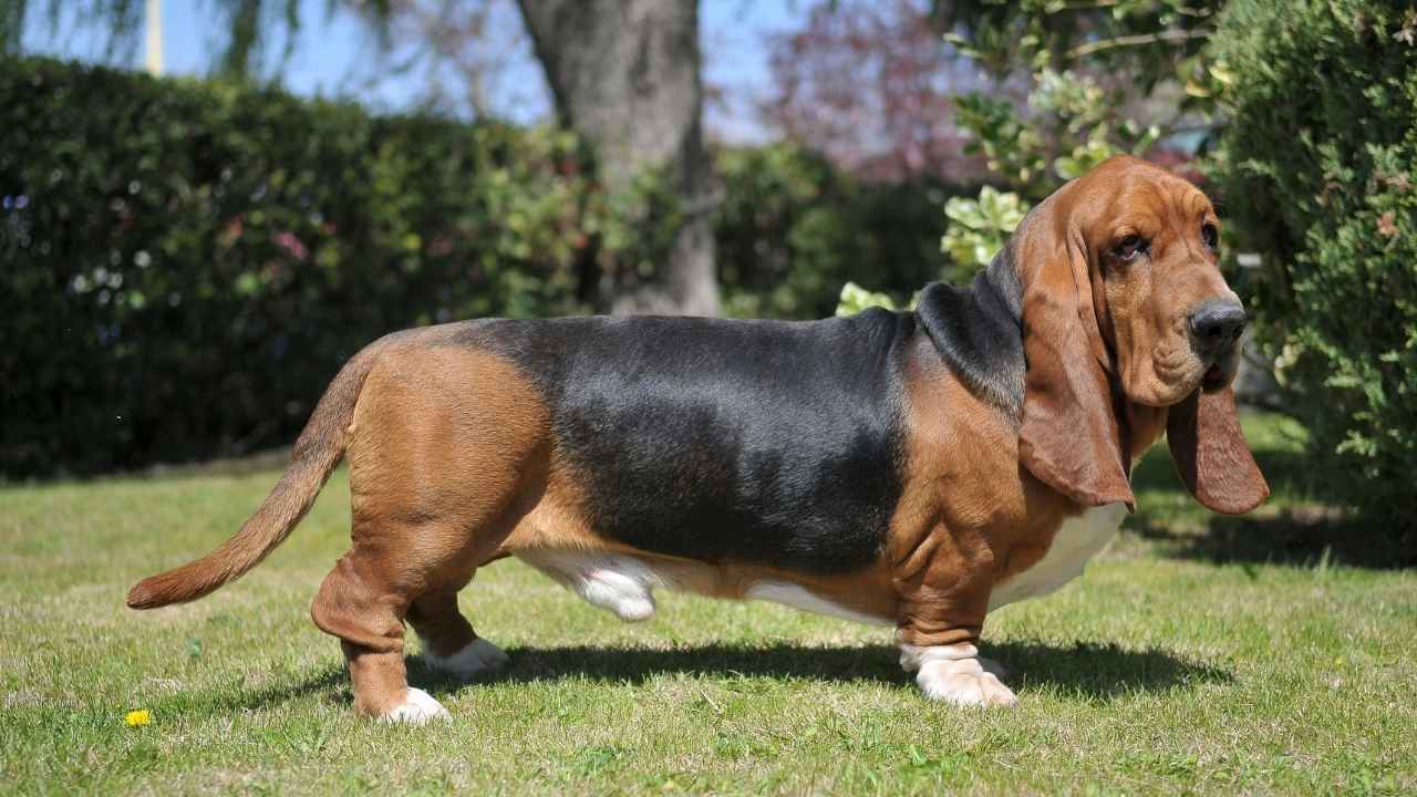 Basset Hound