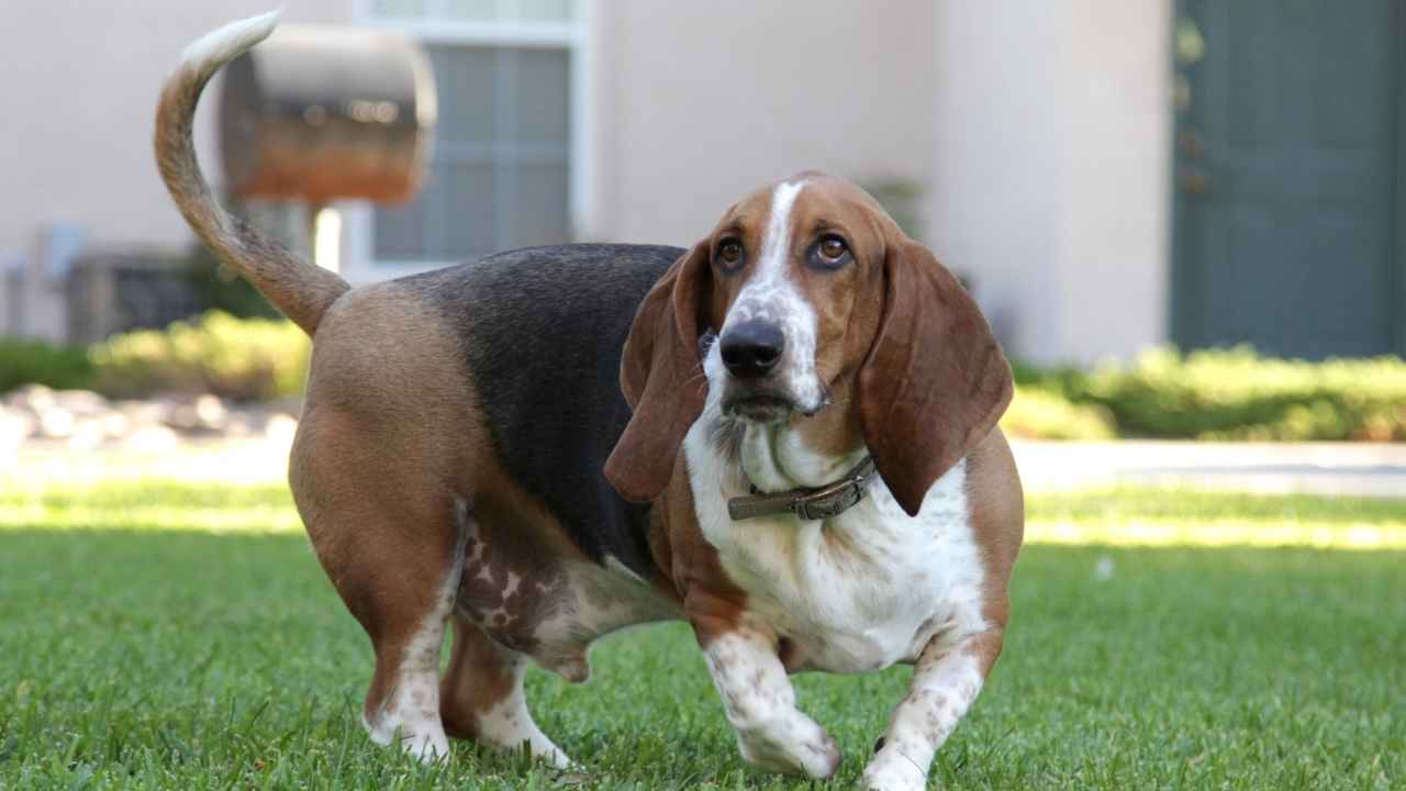 Basset Hound