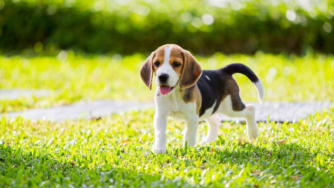 Beagle