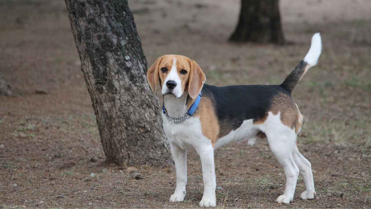 Beagle