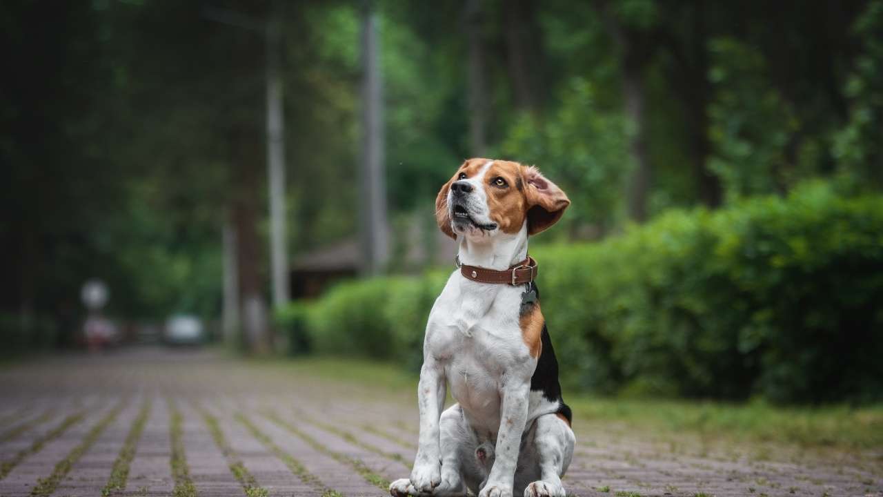 Beagle