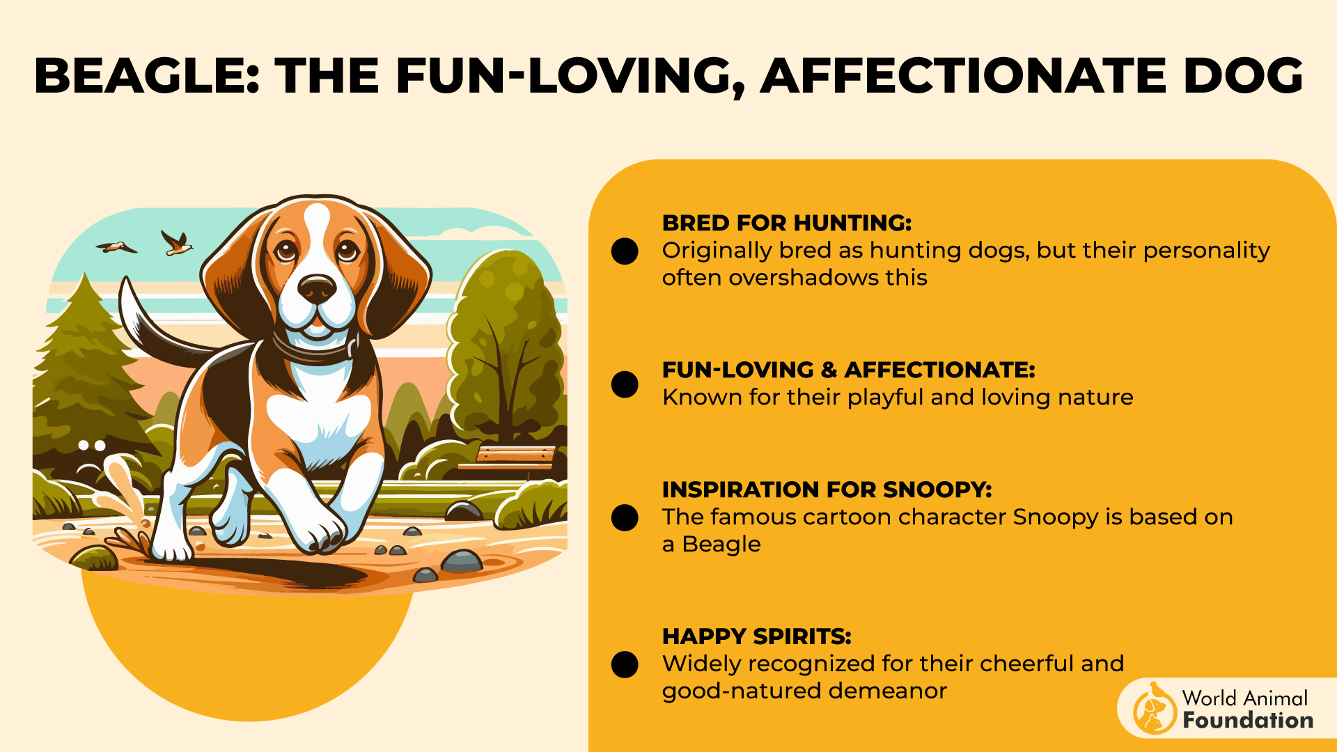 Beagle The Fun-Loving, Affectionate Dog-01