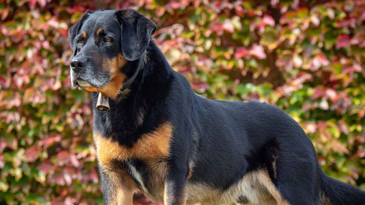 Beauceron