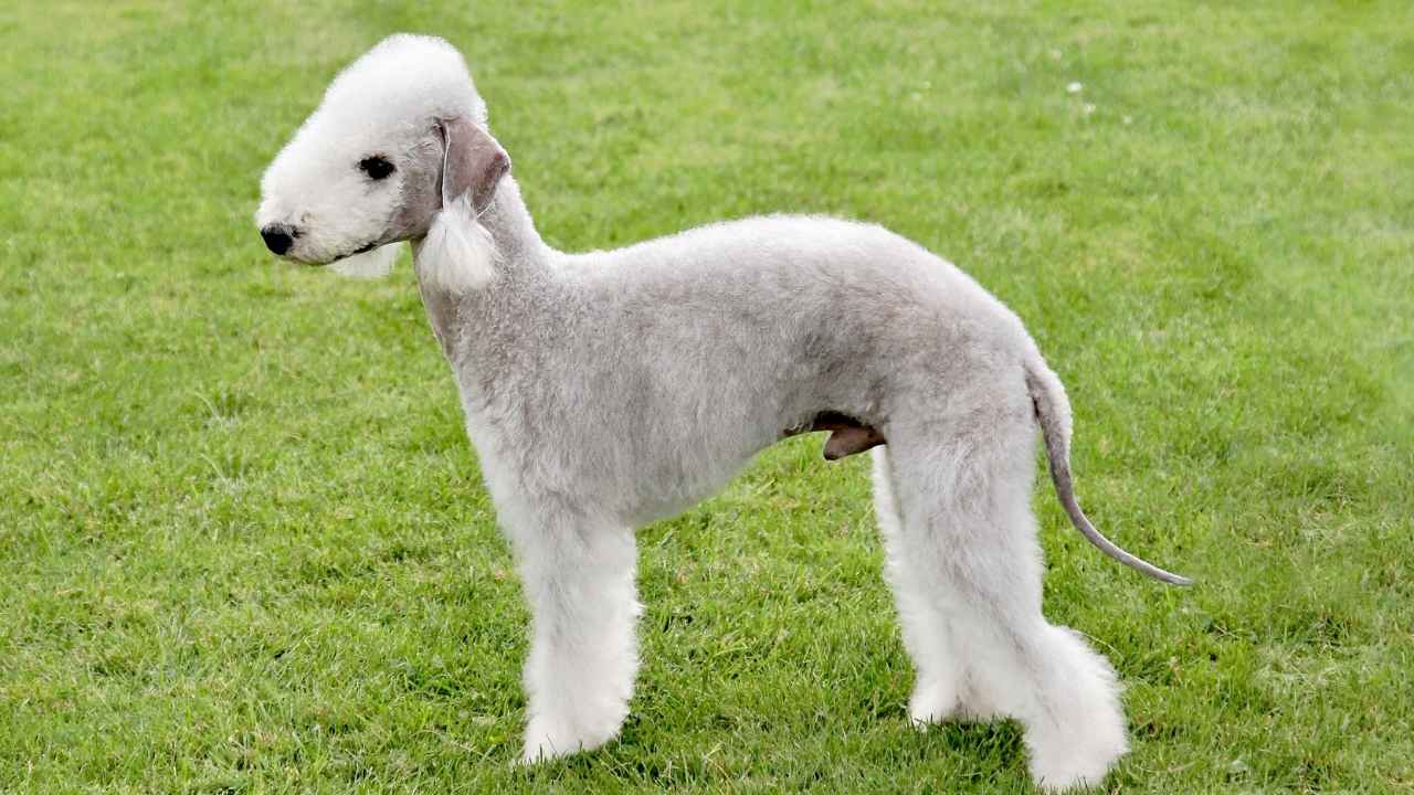 Bedlington Terrier