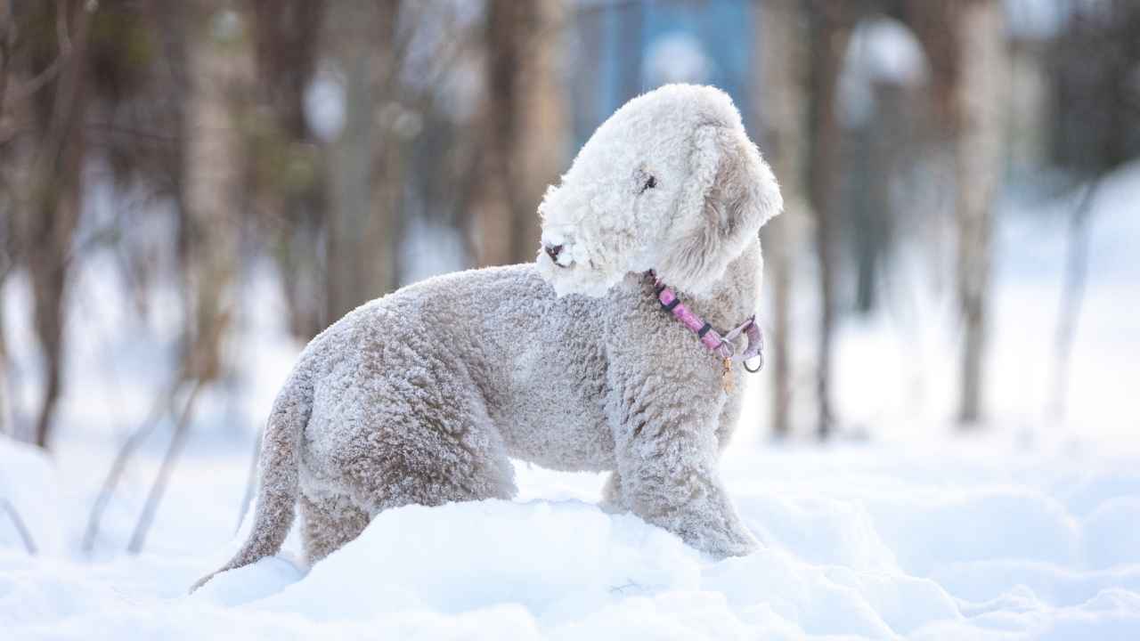 Bedlington Terrier