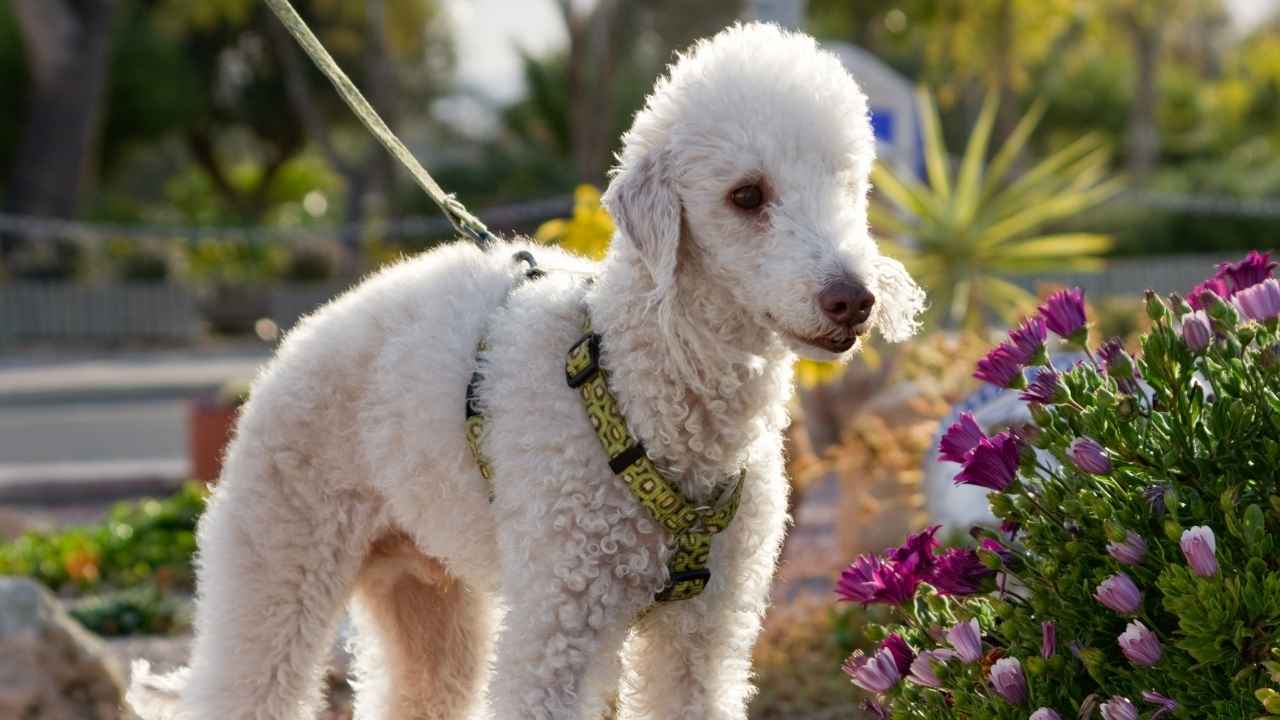 Bedlington Terrier