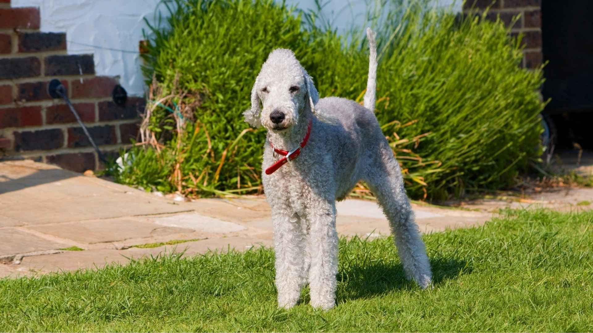 Bedlington Terrier