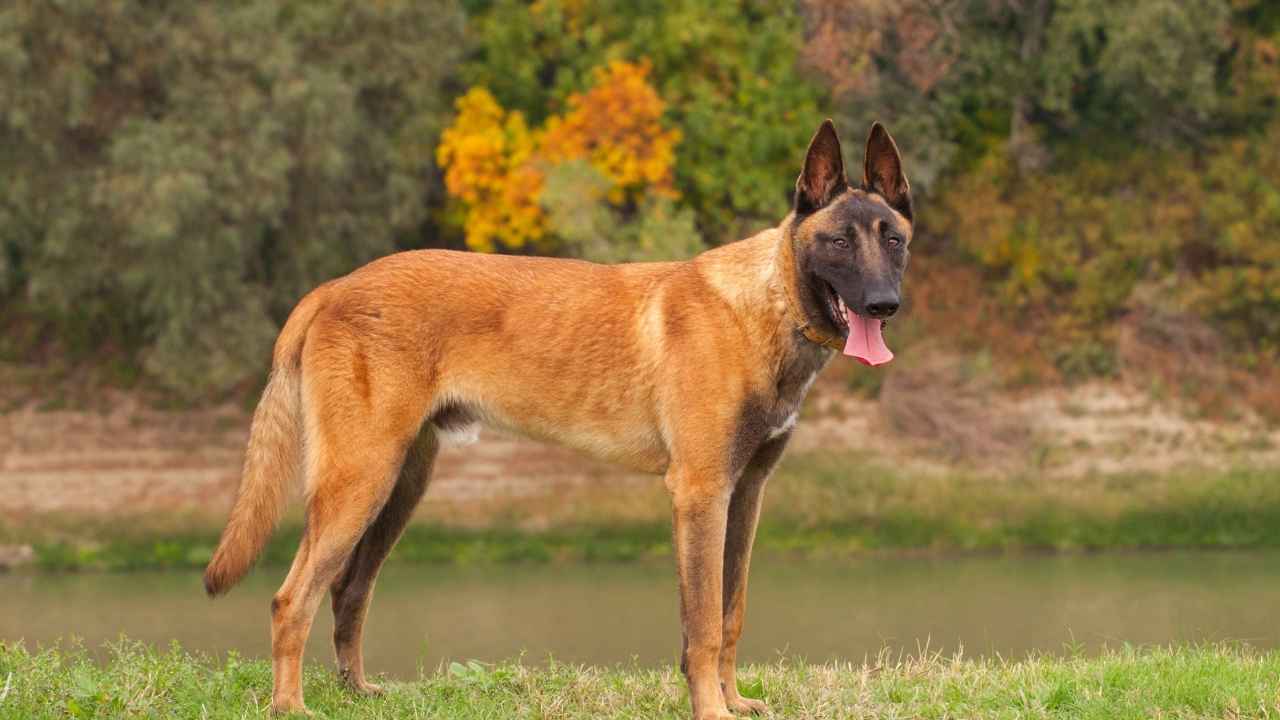 Belgian Malinois