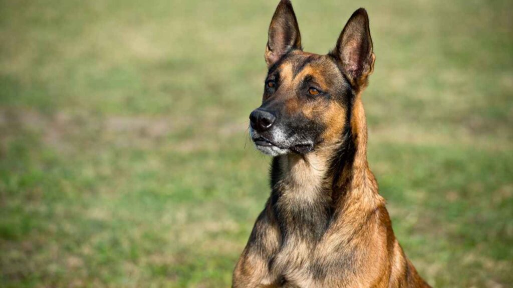 Belgian Malinois