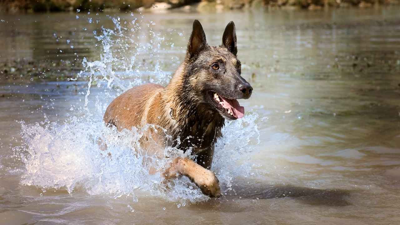 Belgian Malinois