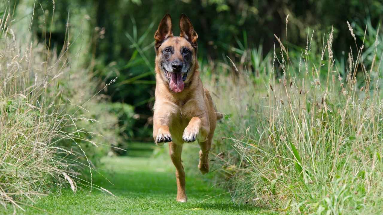 Belgian Malinois