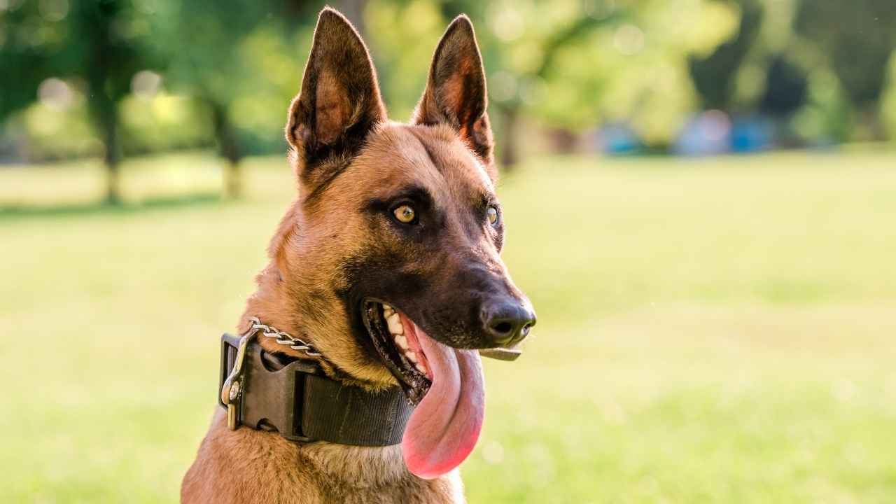 Belgian Malinois