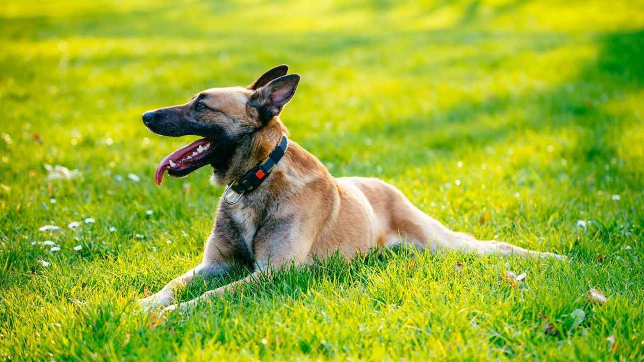 Belgian Malinois